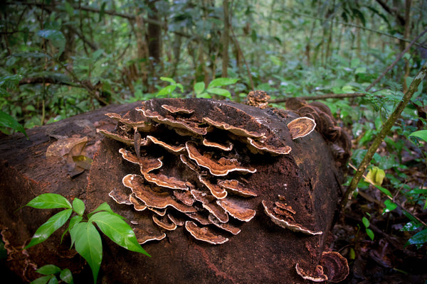 The Search for the Illusive Reishi